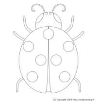 Coccinelle