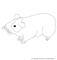 Cochon d'Inde