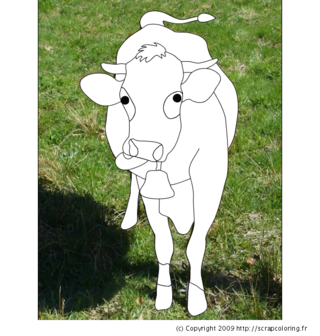 Vache